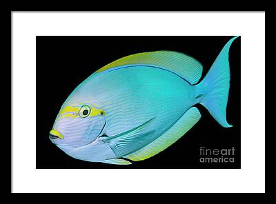 Elongate Surgeonfish Framed Prints