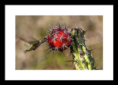 Calypte Costae Framed Prints