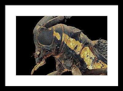 Longhorn Beetle Framed Prints
