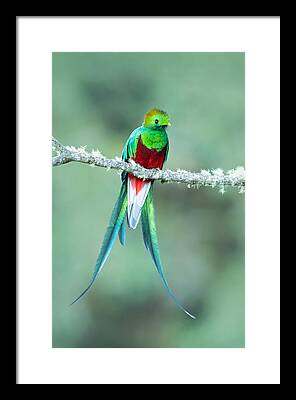 Resplendent Quetzals Framed Prints