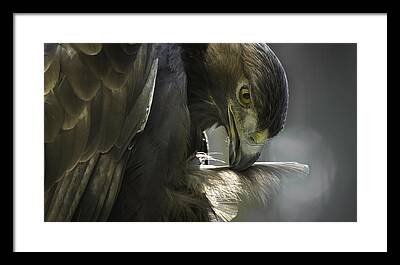 Oiseau Framed Prints