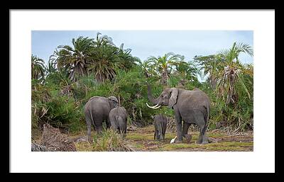 Scenes From Kruger Park Framed Prints