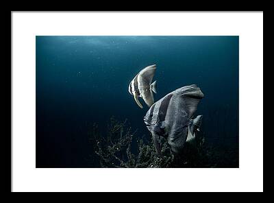 Batfish Framed Prints