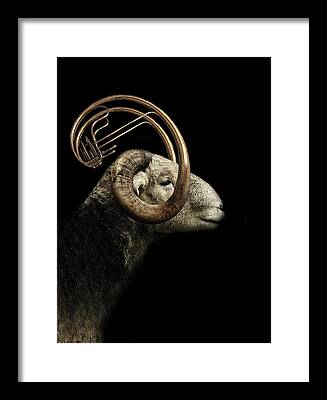 Big Horn Sheep Framed Prints