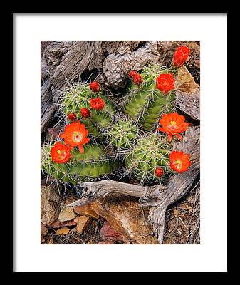 Claret Cup Cactus Framed Prints
