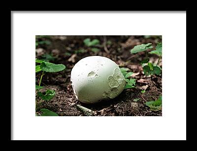 Large and Small Puff Balls on Forest Floor art print