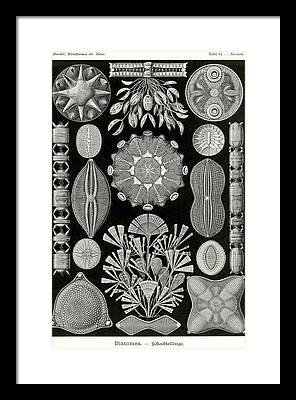Diatom Paintings Framed Prints