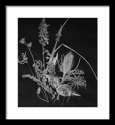 Dried Weeds Framed Prints