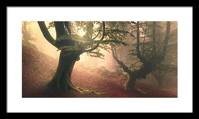 Fangorn Forest Framed Prints