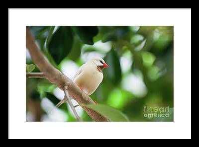 Shaft-tailed Finch Framed Prints