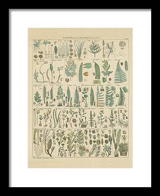 Botanical Science Framed Prints