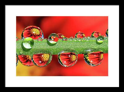 Dew Drop Framed Prints