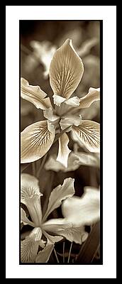 Orchid Petals Framed Prints