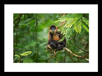 Jungle Rian Forest Framed Prints