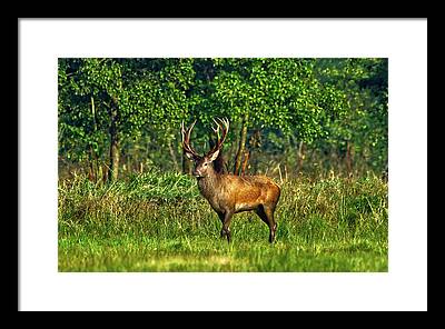 Deer In Brook Digital Art Framed Prints