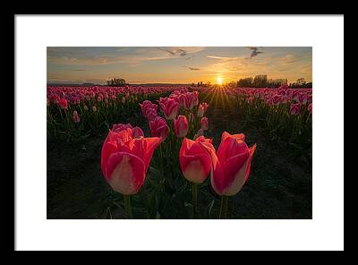 Glowing Tulip Framed Prints