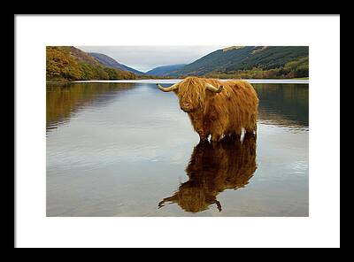 Scotland Framed Prints