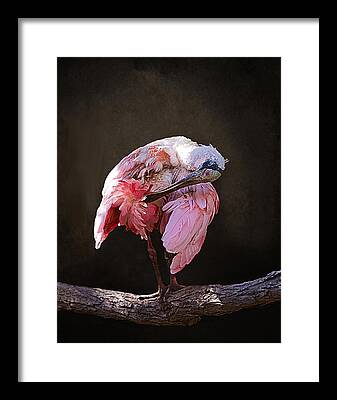 Wadingbirds Framed Prints