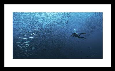 Dive In Water Framed Prints