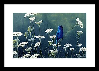 Queen Anne's Lace Framed Prints