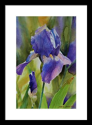 Watercolor Iris Framed Prints