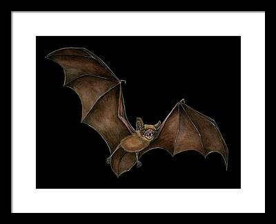 Little Brown Bat Framed Prints