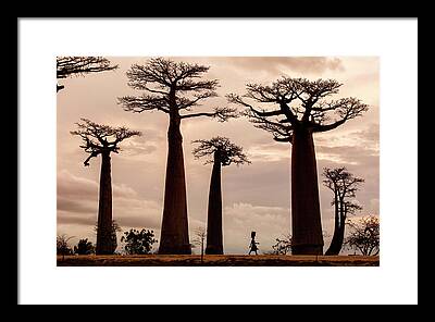 Madagascar Framed Prints