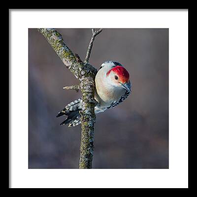 Red Bellied Woodpecker Framed Prints