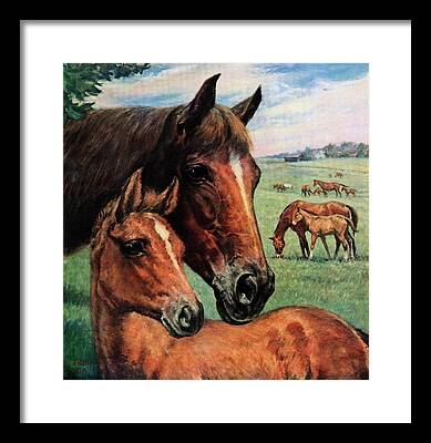 Foal Drawings Framed Prints