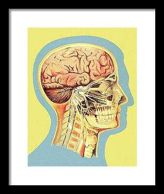 Anatomical Illustration Framed Prints