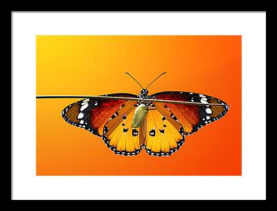 Clipping Path Framed Prints