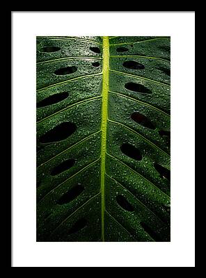 Swiss Cheese Plant Framed Prints