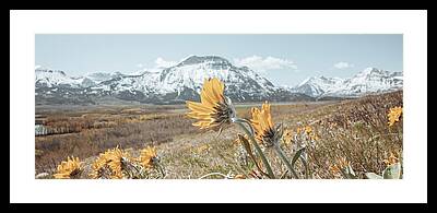 Yellow Sunflower Photos Framed Prints