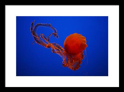 Monterey Aquarium Framed Prints