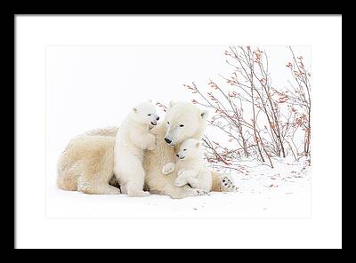Family Of Polar Bears Framed Prints