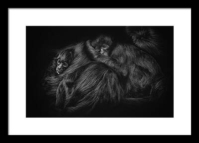 Spider Monkey Framed Prints
