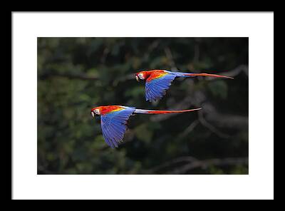 Amazon Parrot Framed Prints