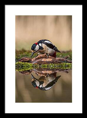 Great Spotted Woodpecker Framed Prints