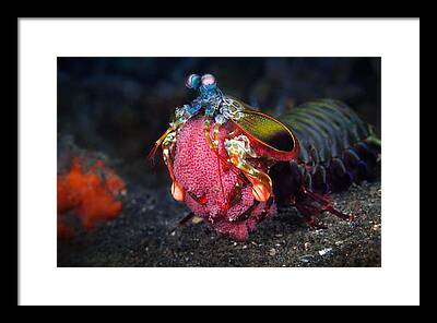 Mantis Shrimp Framed Prints