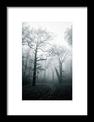 Elven Forest, Digital, 1280x731px : r/Art