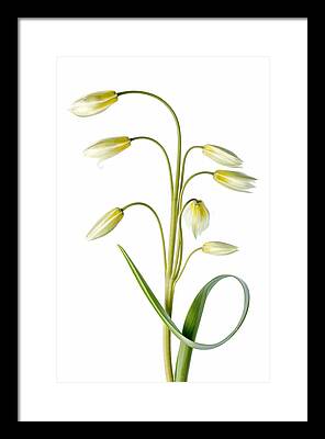 Tulipa Framed Prints