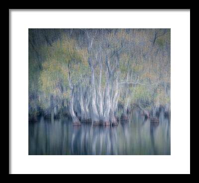 Water Tupelo Framed Prints