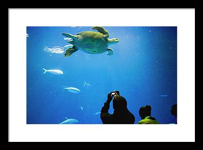 Monterey Bay Aquarium Digital Art Framed Prints
