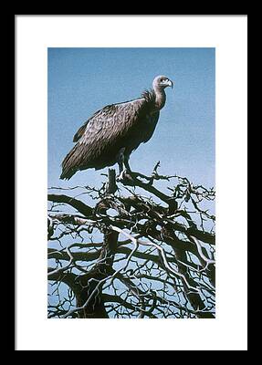 Vulture Paintings Framed Prints