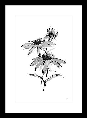 Echinacea Framed Prints