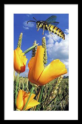 Wasp In Flight Framed Prints