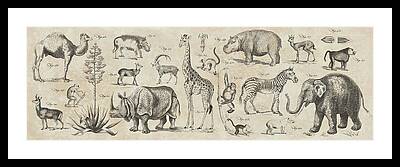 Rhinoceros Framed Prints