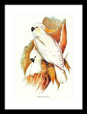 Cute Cockatoo Drawings Framed Prints