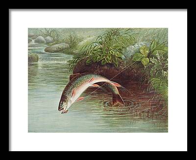 Leaping Trout Framed Prints