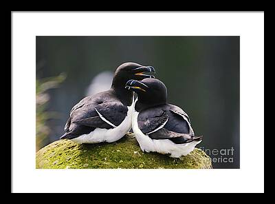 Razorbill Framed Prints